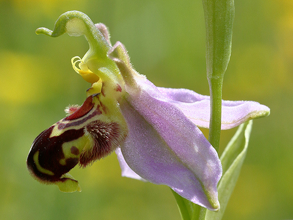 Ophrys apifera